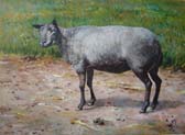 blauwe-texelaar