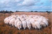 kudde-veluwse-heideschapen