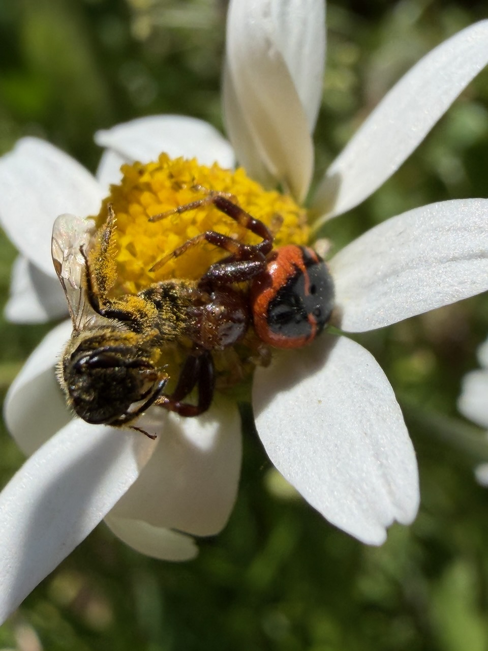 Crab spider with a bee 2