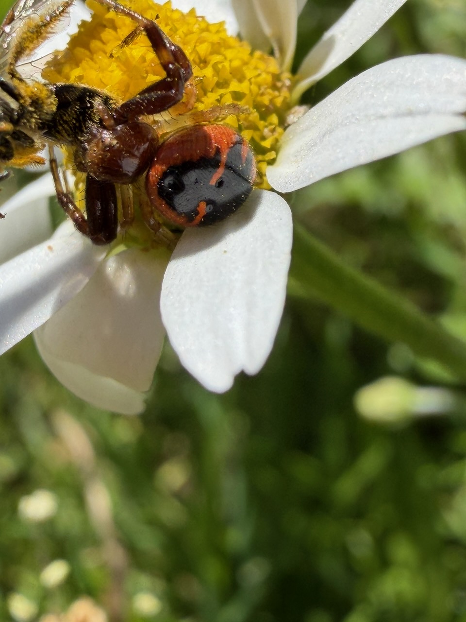 Crab spider with a bee 1