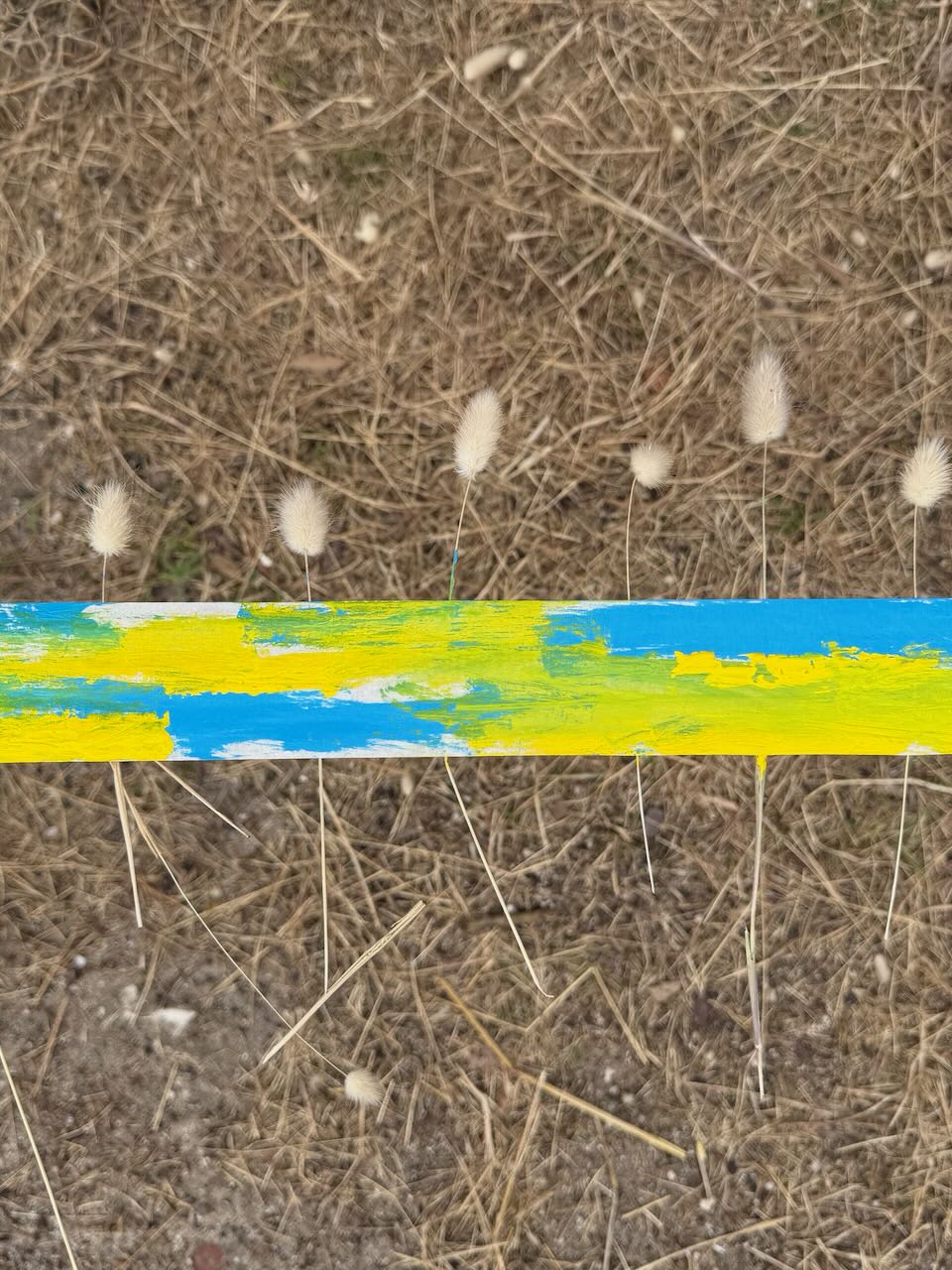 Hare's-tail grasses 2
