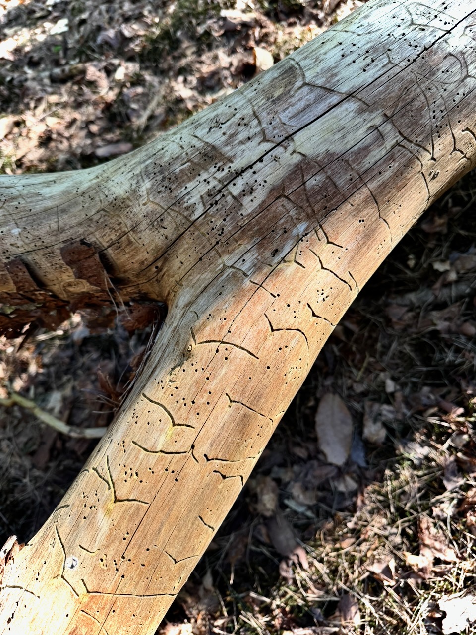 Beetle script in pine bark