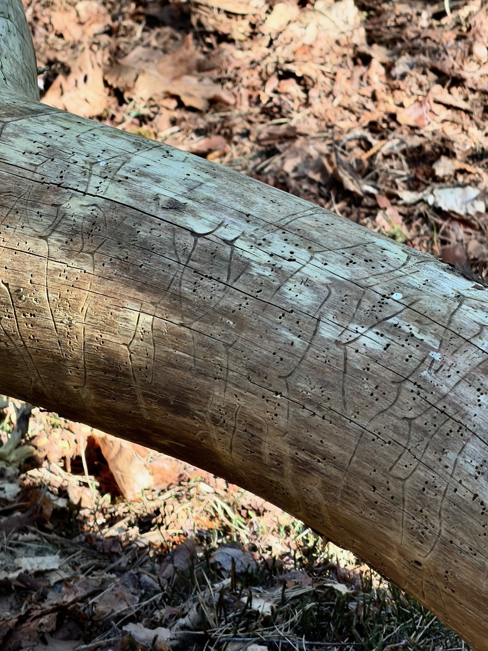 Beetle script in pine bark