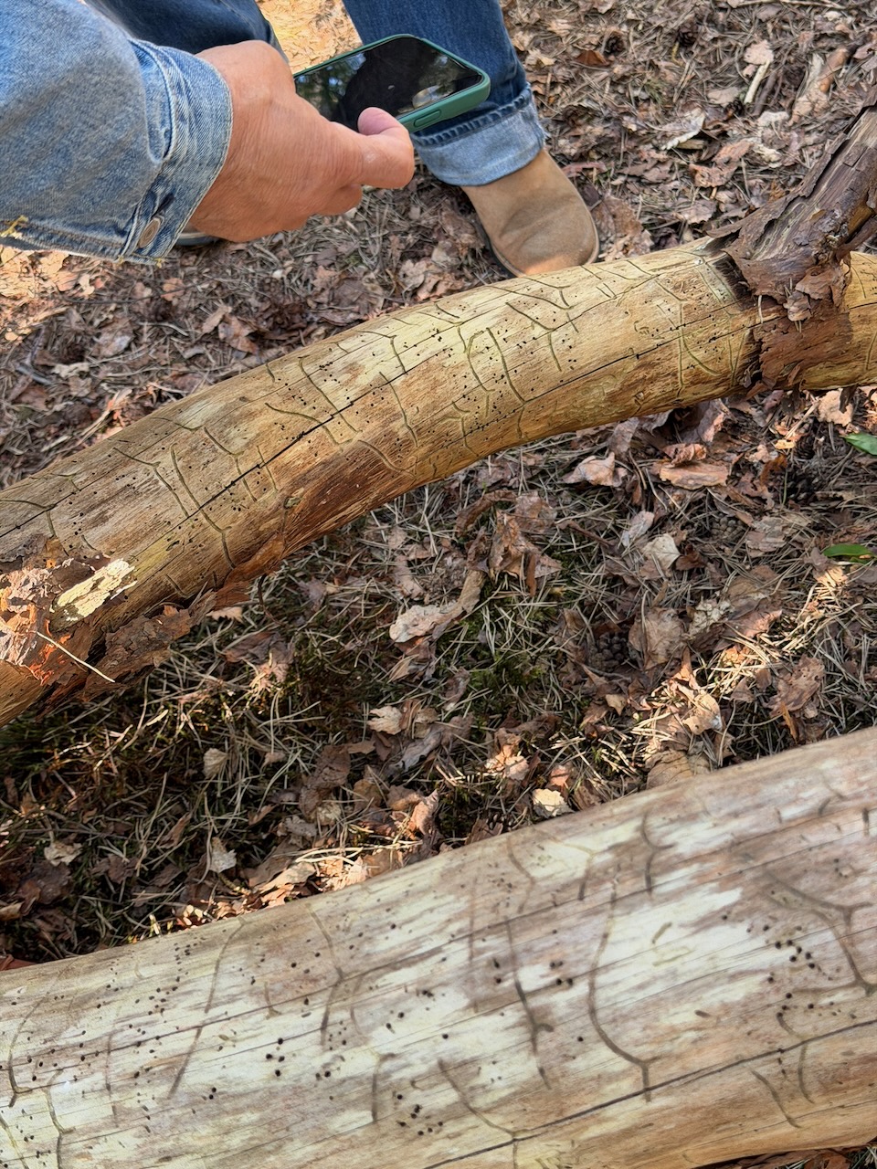 Beetle script in pine bark