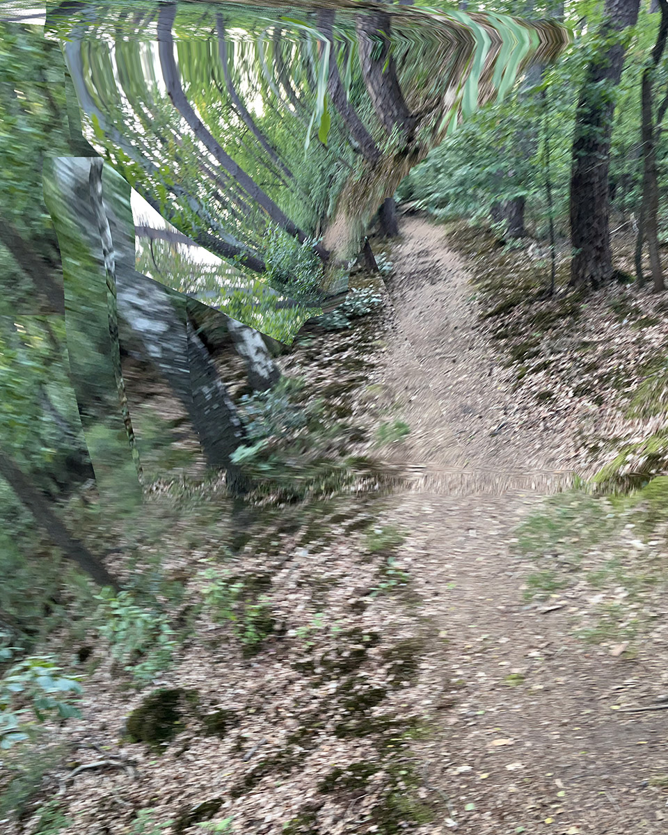 Panoramic forest image